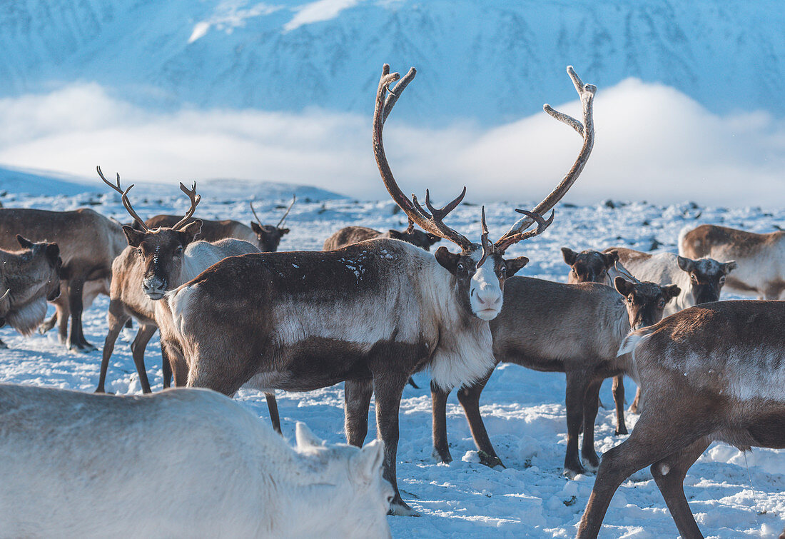 A reindeer herd in the mountain. Polar Urals, Yamalo-Nenets autonomous okrug, Siberia, Russia