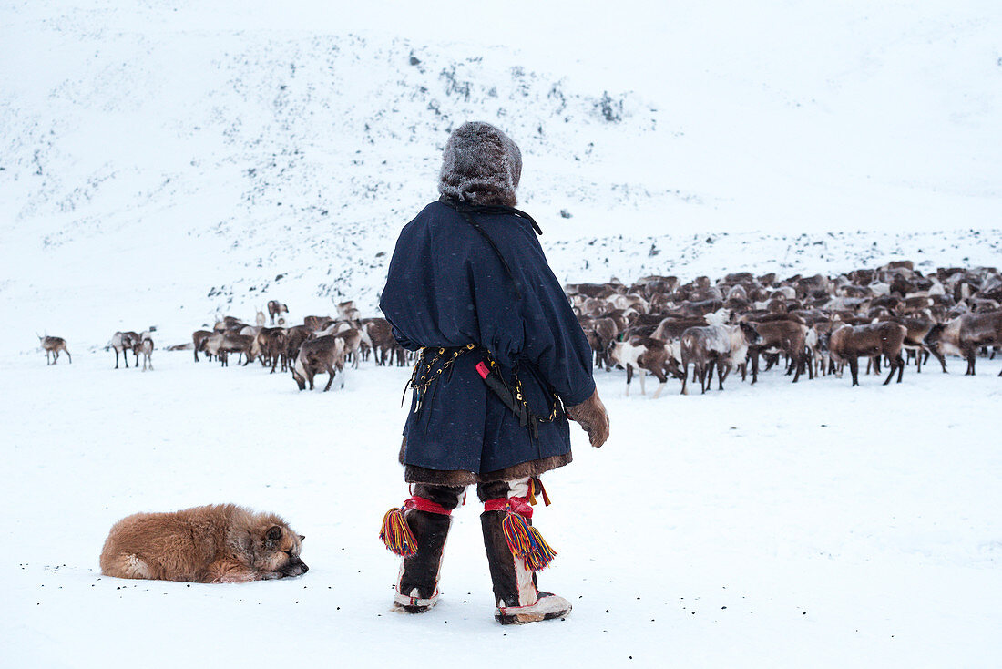 A nenets raindeer herder and his dog watching to the herd. Polar Urals, Yamalo-Nenets autonomous okrug, Siberia, Russia