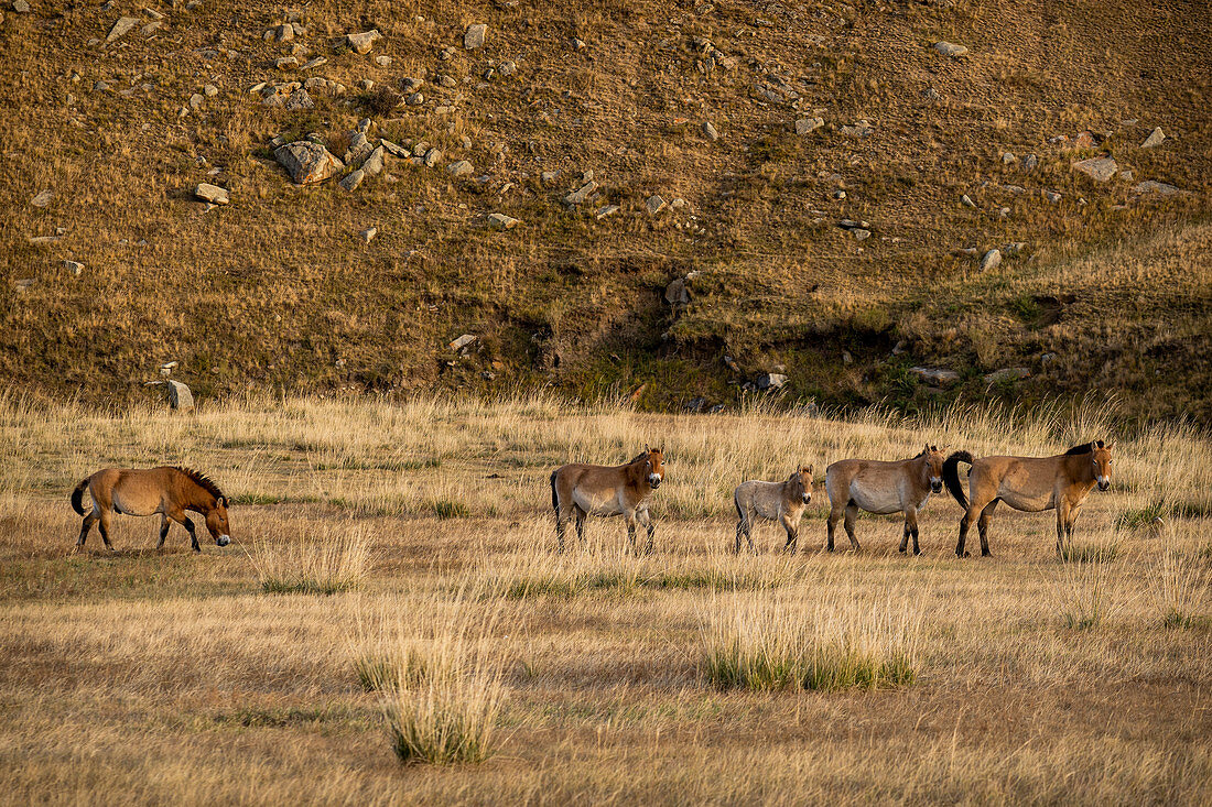 Przewalski-Pferde (Equus ferus przewalskii) auf der Wiese im Herbst, Hustai-Nationalpark, Mongolei, Mongolei, Asien, Asien.