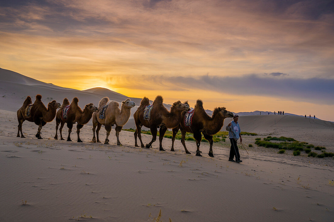 Baktrische Karawanen-Kamele, Singende Sanddünen bei Khongoryn Els in der Wüste Gobi, Mongolei, Mongolei, Asien, Asien.