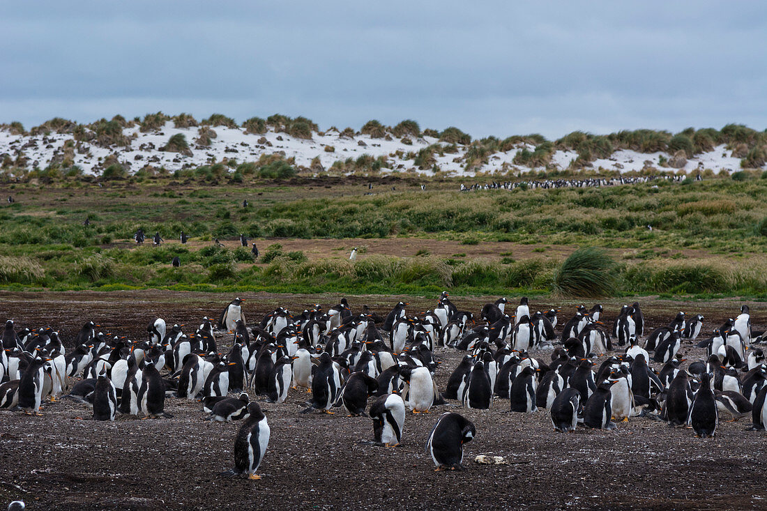 Gentoo penguins (Pygoscelis papua), Sea Lion Island, Falkland Islands.