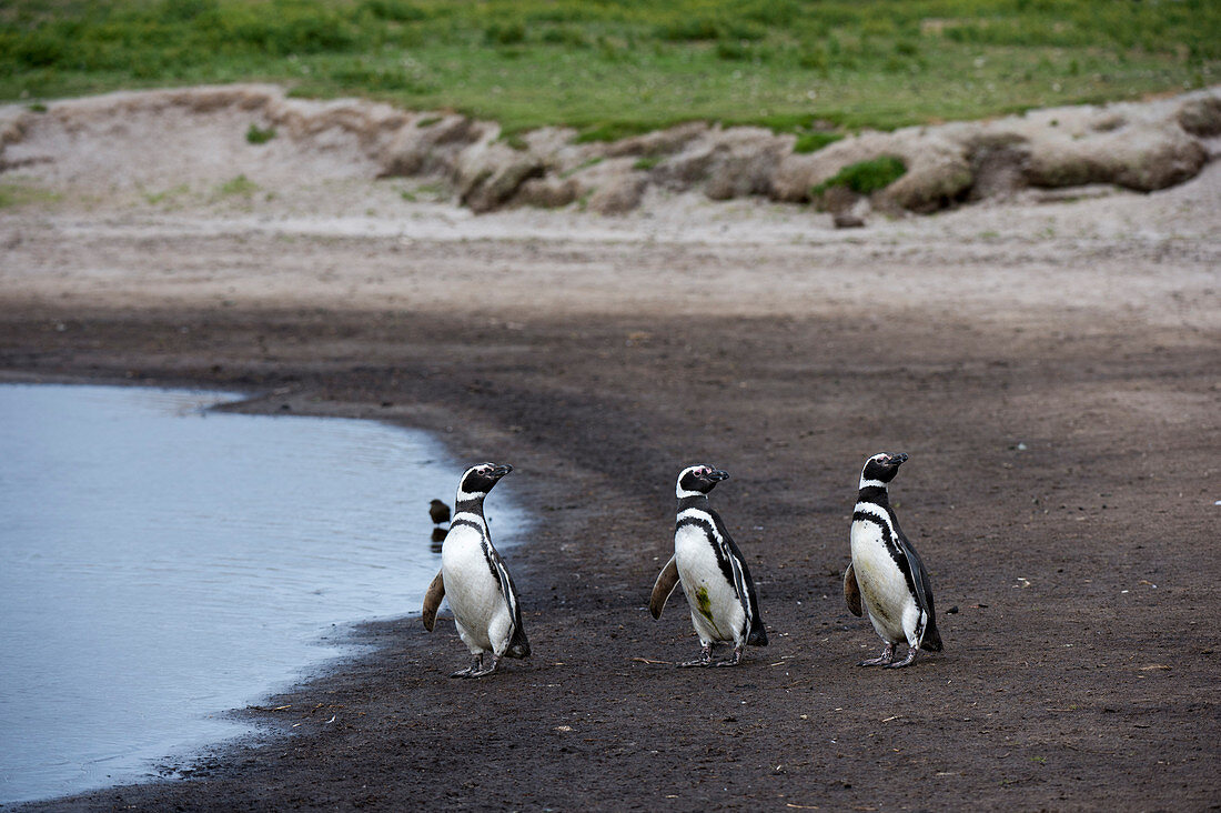 Magellanic penguins (Spheniscus magellanicus), Sea Lion Island, Falkland Islands.