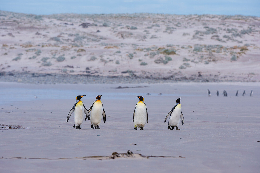 Königspinguin (Aptenodytes patagonica), Volunteer Point, Falklandinseln.