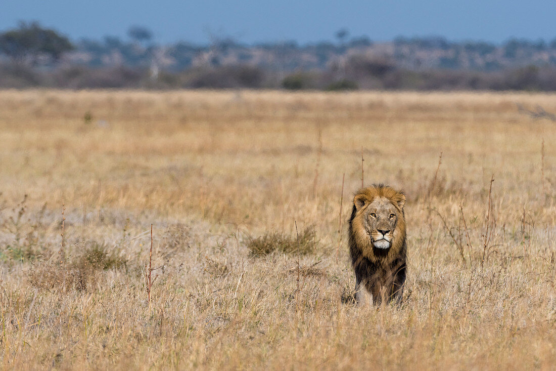 Lion (Panthera leo), Savuti, Chobe National Park, Botswana.