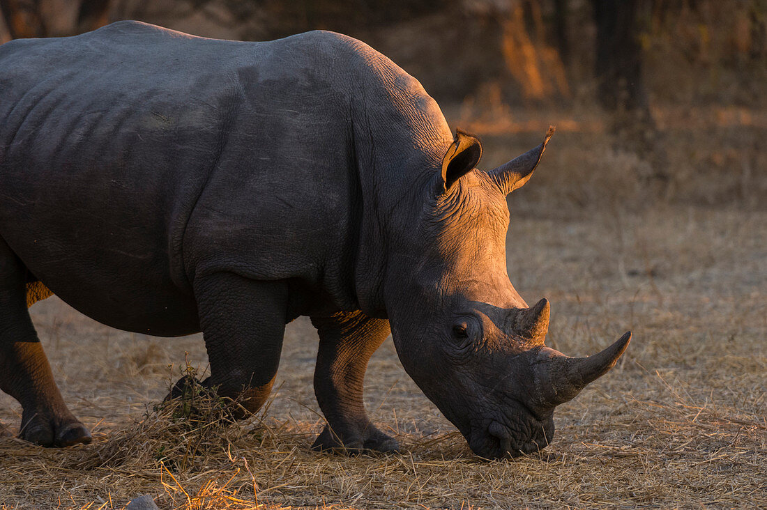 Weißes Nashorn (Ceratotherium simum), Kalahari, Botswana.