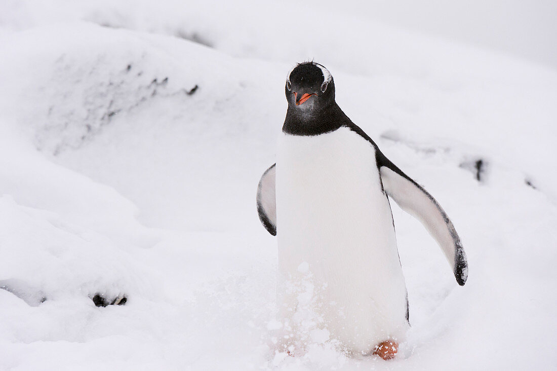 Gentoo penguin (Pygoscelis papua), Petermann Island, Antarctica.