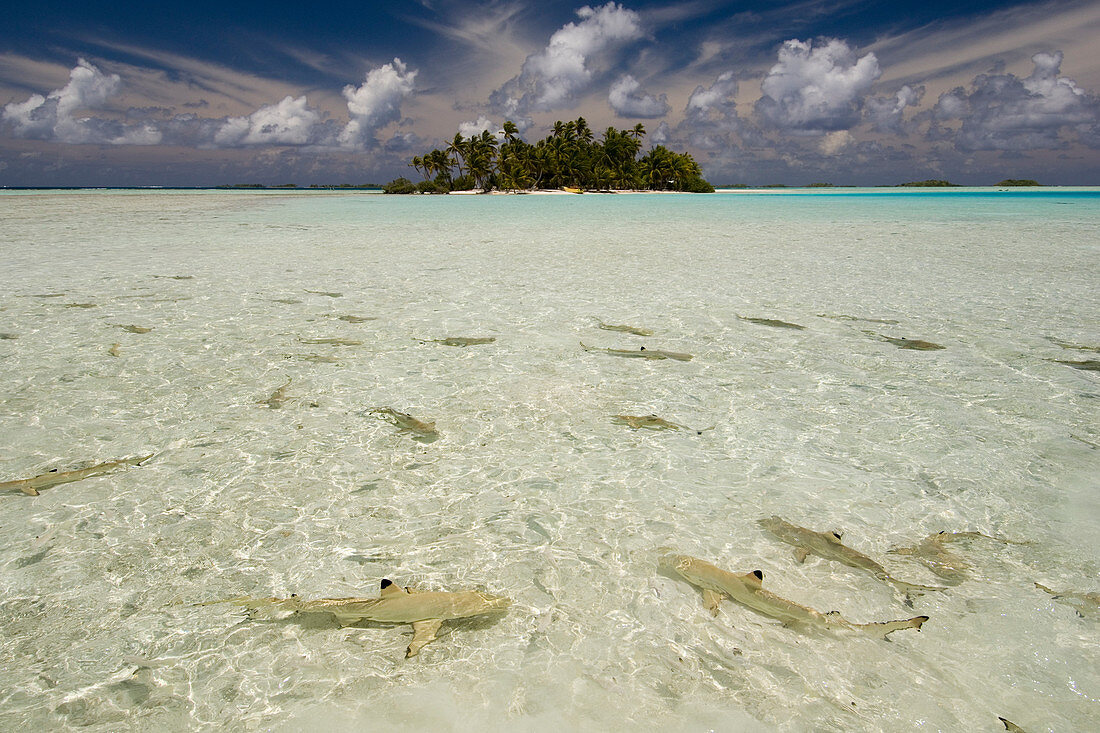 Haie, Blaue Lagune, Rangiroa, Tuamotu-Archipel, Französisch-Polynesien. Digital verbessert.