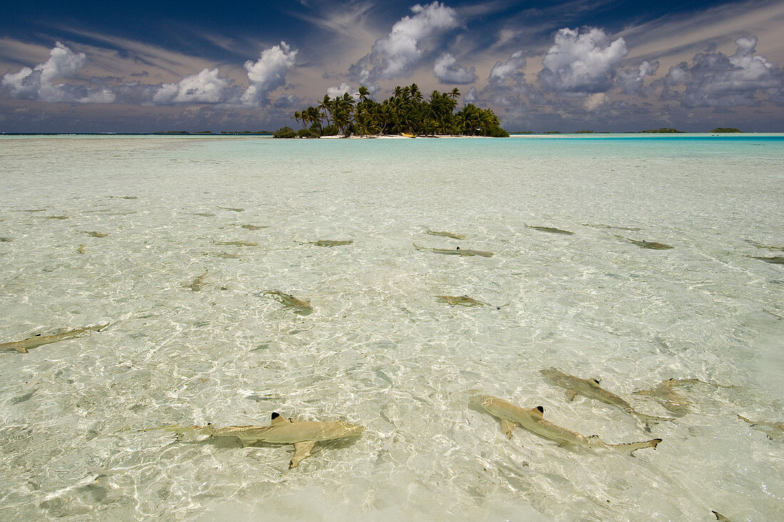 Sharks, Blue Lagoon, Rangiroa, Tuamotu Archipelago, French Polynesia. Digital enhanced.