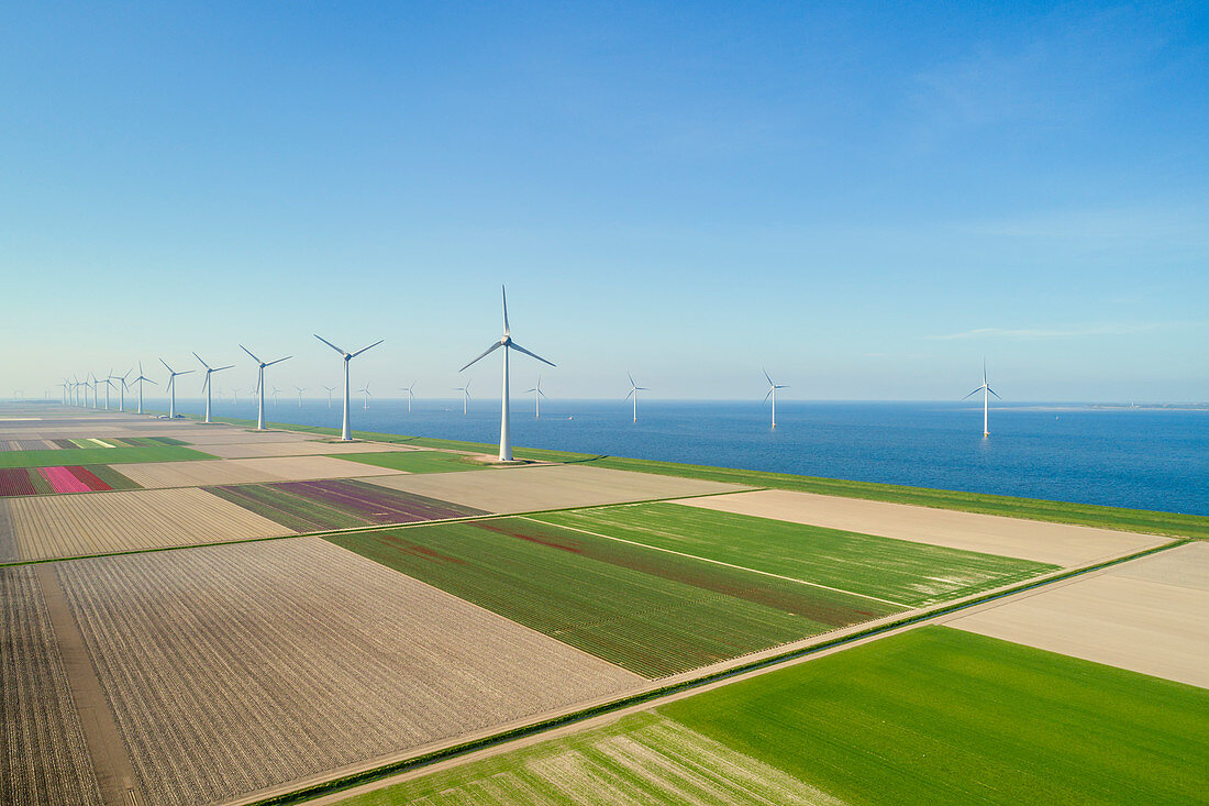 Frühmorgendliche Ansicht von Windkraftanlagen und Frühlingsfeldern im Küstengebiet der Niederlande.