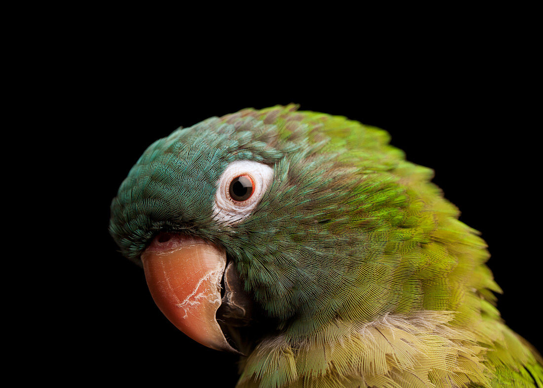 Ein Papagei mit grauen und grünen Federn, Vogelkopf.