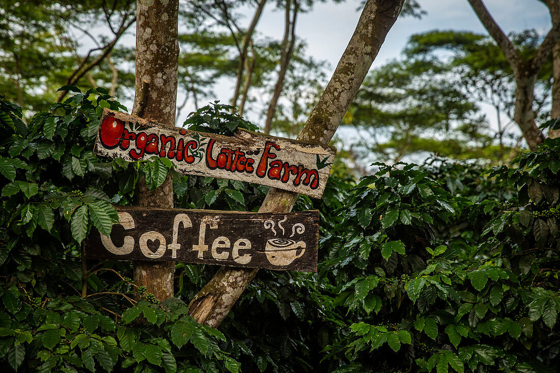 Landschaft im Bolaven Plateau nahe Kaffeeplantage Mystik Moutain Coffee, Champasak, Laos, Asien