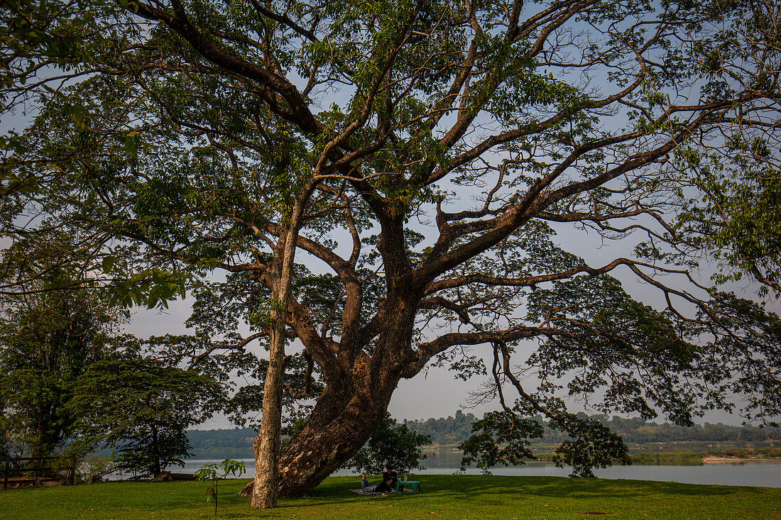 Großer Baum in Champasak, Laos, Asien