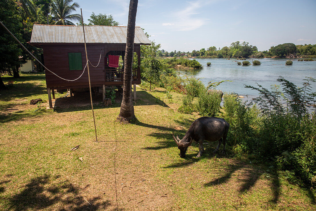 Bungalows und Wasserbüffel auf der Insel Don Det, Laos, Asien  