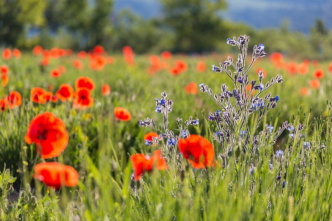 France, Vaucluse, regional natural reserve of Luberon, Viens, blue flowers of italian bugloss (Anchusa Italica) in a field of poppies (Papaver rhoeas)