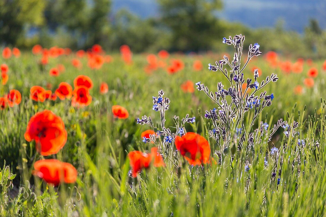 Frankreich, Vaucluse, regionales Naturschutzgebiet von Luberon, Viens, blaue Blüten des italienischen Bugloss (Anchusa Italica) in einem Mohnfeld (Papaver rhoeas)