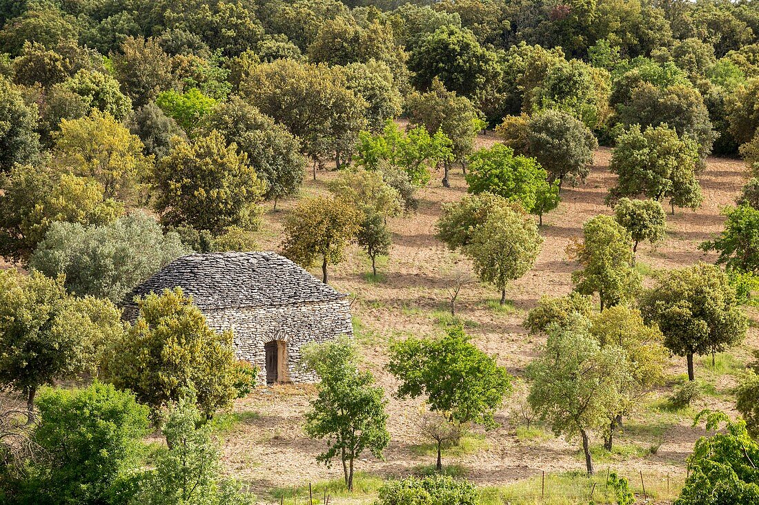 France, Vaucluse, regional natural reserve of Luberon, Bonnieux, tray of Claparèdes, borie in the center of an exploitation of truffle oaks