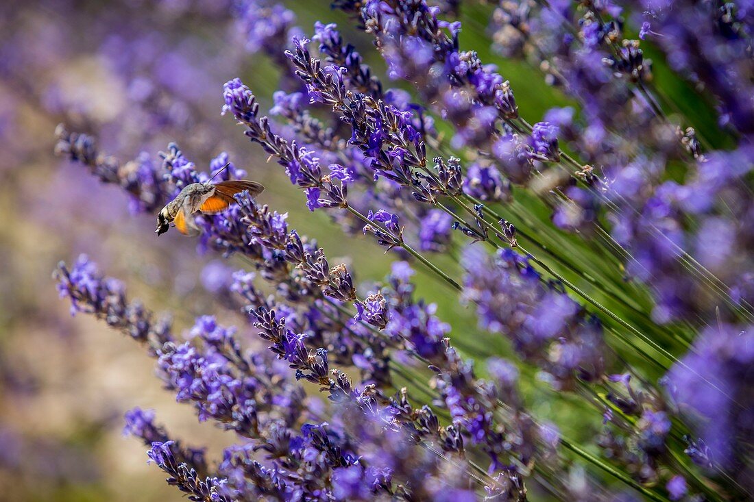 Frankreich, Alpes-de-Haute-Provence, Redortiers, Kolibri-Falkenmotte (Macroglossum stellatarum) sammeln während des Fluges noch Blumen von Lavendel