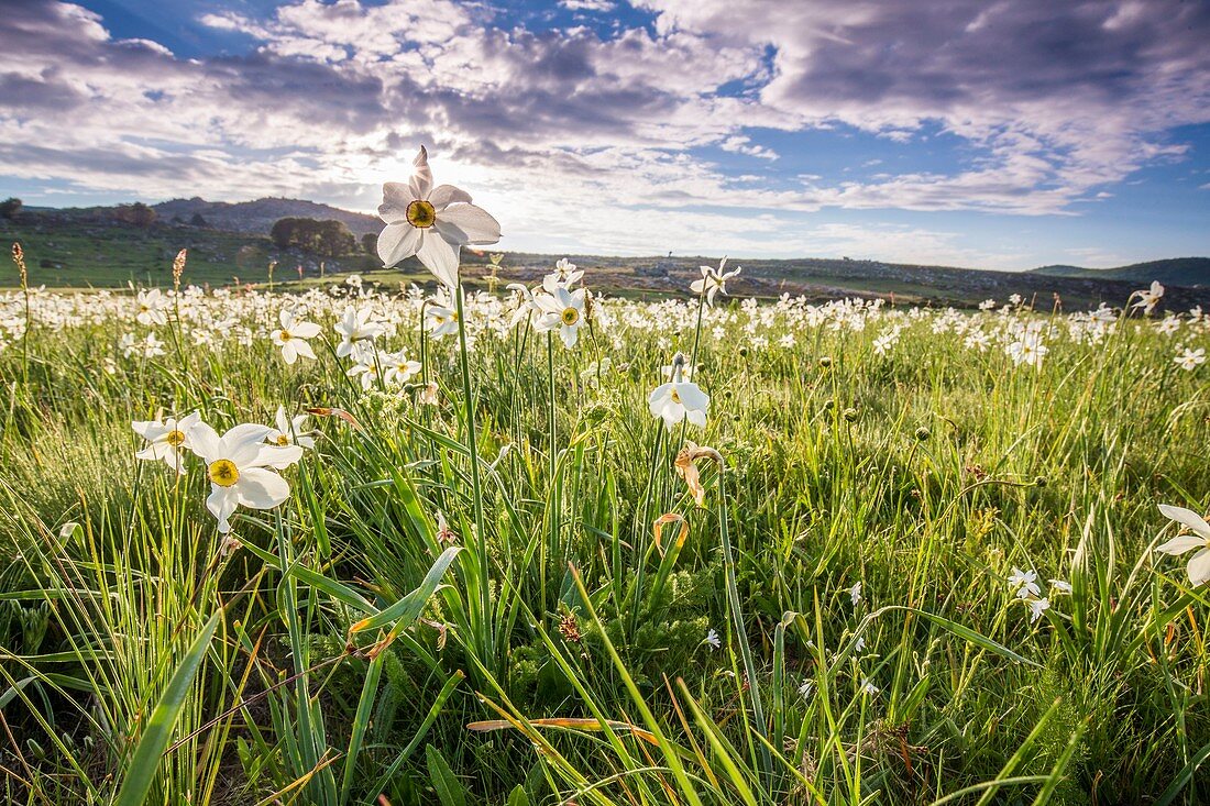 Frankreich, Lozere, Les Causses et les Cevennes, Kulturlandschaft des mediterranen Agro-Pastoralismus, von der UNESCO zum Weltkulturerbe erklärt, Nationalpark der Cevennen, von der UNESCO als Reserve-Biosphäre eingestuft, Mas Camargues, Wiesen-Gedeck von Narzisse der Narzisse des Dichters (Narcissus poeticus)