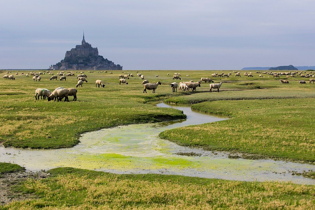 France, Manche, Mont Saint Michel bay listed as World Heritage by UNESCO, Mont Saint Michel, general view of Mont Saint Michel with sheeps at the foreground