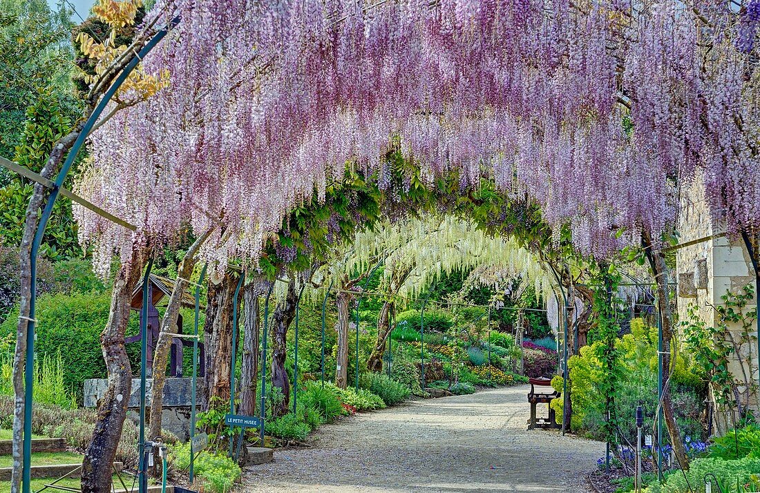 Frankreich, Cher, Apremont sur Allier, aufgeführt als die schönsten Dörfer Frankreichs, der Blumenpark von Gilles de Brissac, Glyzinien in Blüte