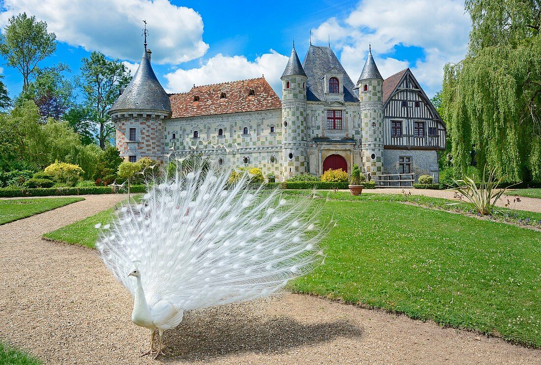 France, Calvados, the castle of Saint Germain de Livet and a white peacock