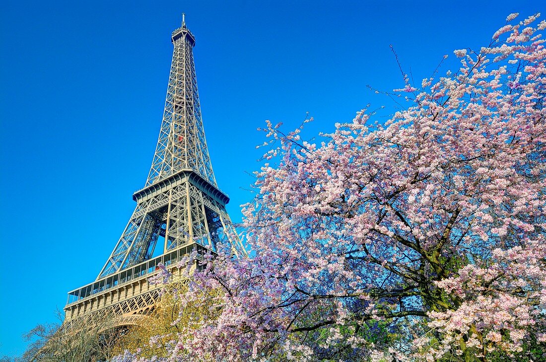 Frankreich, Paris, der Eiffelturm und ein Prunus sp. in Blüte