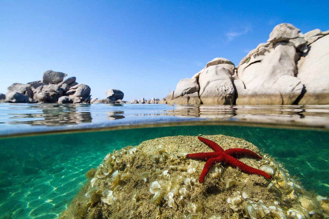 France, South Corsica, Porto-Vecchio, Palombaggia, beach of Tamaricciu, Mediterranean red sea star (Echinaster sepositus)