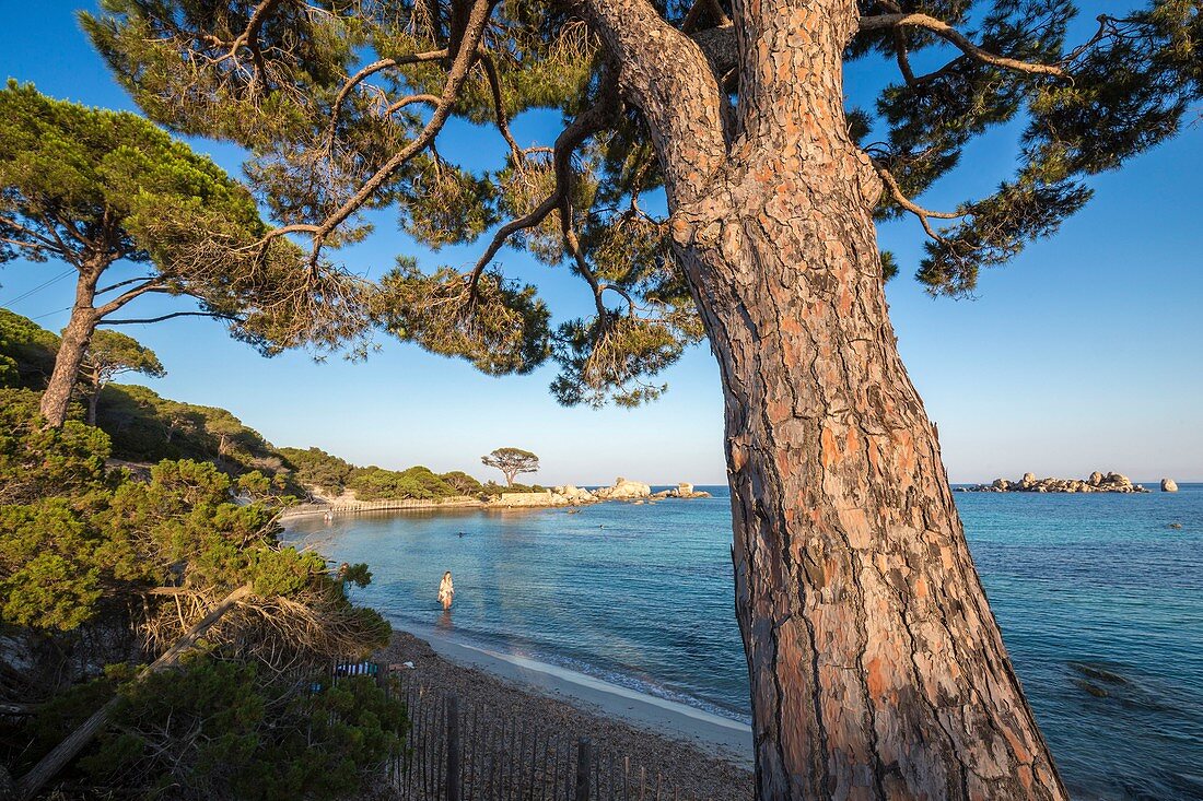 Frankreich, Südkorsika, Porto-Vecchio, Palombaggia, Strand von Tamaricciu