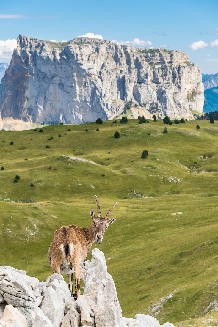 France, Isere, Vercors Regional Natural Park, National Nature Reserve of the Vercors Highlands, ibex and Mount (alt : 2087 m) in the background