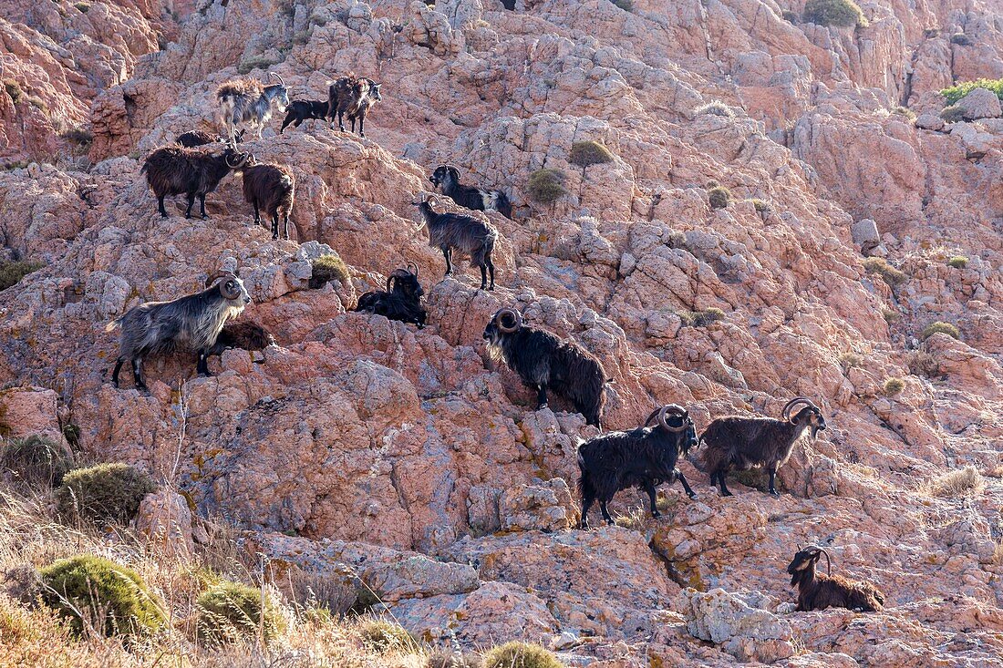 France, Corse du Sud, Gulf of Porto, listed as World Heritage by UNESCO, Capo Rosso, wild goats