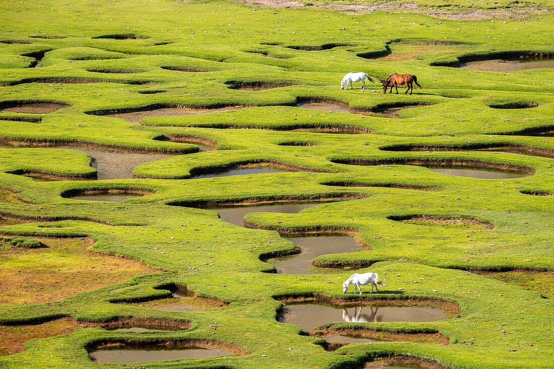 France, Haute-Corse, the lake Nino (1760m), stage on the GR 20 between the refuge of Manganu and the collar of Verghio or Castellu di Vergio, horses grazing the grass around pozzines (small puddles of water surrounded with grassy lawns)