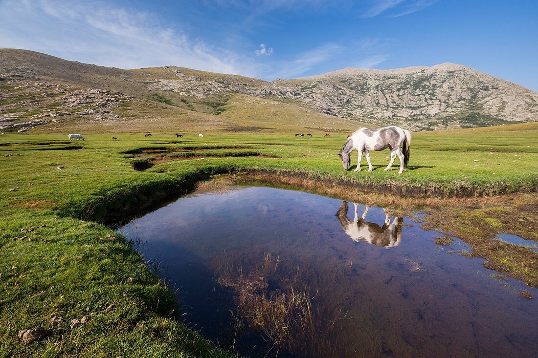 Frankreich, Haute-Corse, der Nino-See (1760 m), Etappe auf der GR 20 zwischen der Zuflucht von Manganu und dem Kragen von Verghio oder Castellu di Vergio, Pferde, die das Gras um Puzzles weiden lassen (kleine Wasserpfützen, umgeben von Rasenflächen)