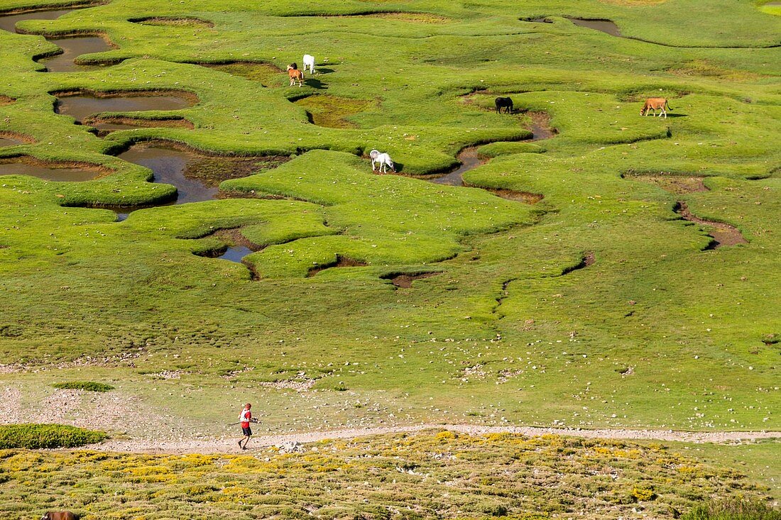 France, Haute-Corse, the lake Nino (1760m), stage on the GR 20 between the refuge of Manganu and the collar of Verghio or Castellu di Vergio, horses grazing the grass around pozzines (small puddles of water surrounded with grassy lawns)