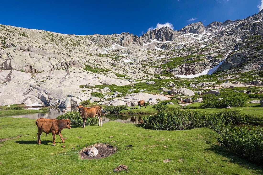 Frankreich, Haute-Corse, Tal von Restonica, Kuh und Kalb am See von Oriente oder Lavu del Oriente (2061 m) und auf dem Gipfel des Monte Rotondo (2622 m)