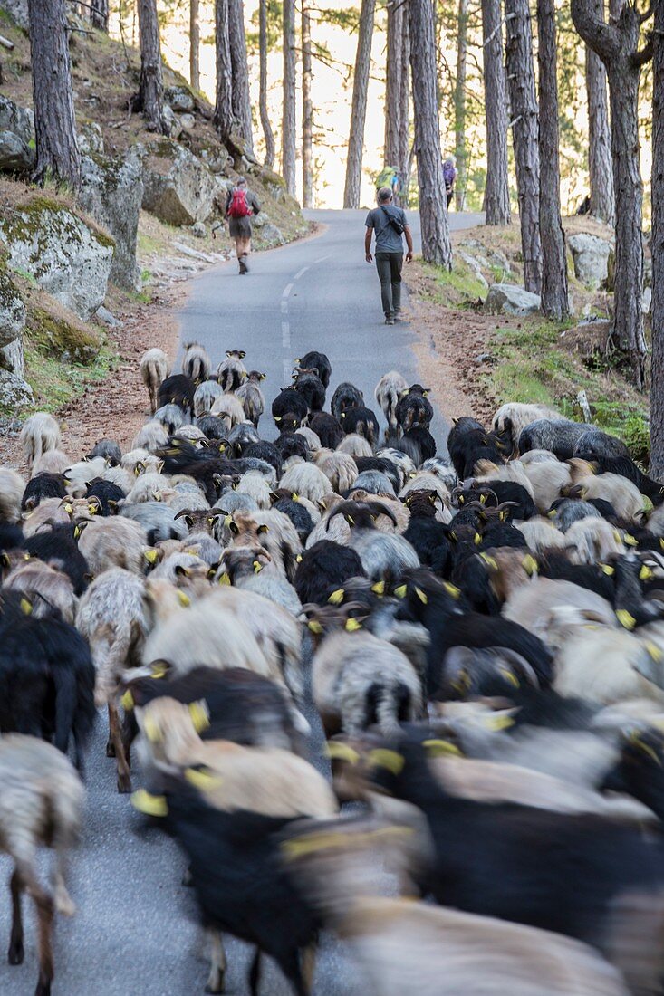 France, Haute-Corse, valley of Restonica, transhumance on foot of the herd of sheeps of the shepherd Mariani Antoine towards the sheepfold of Timozzo