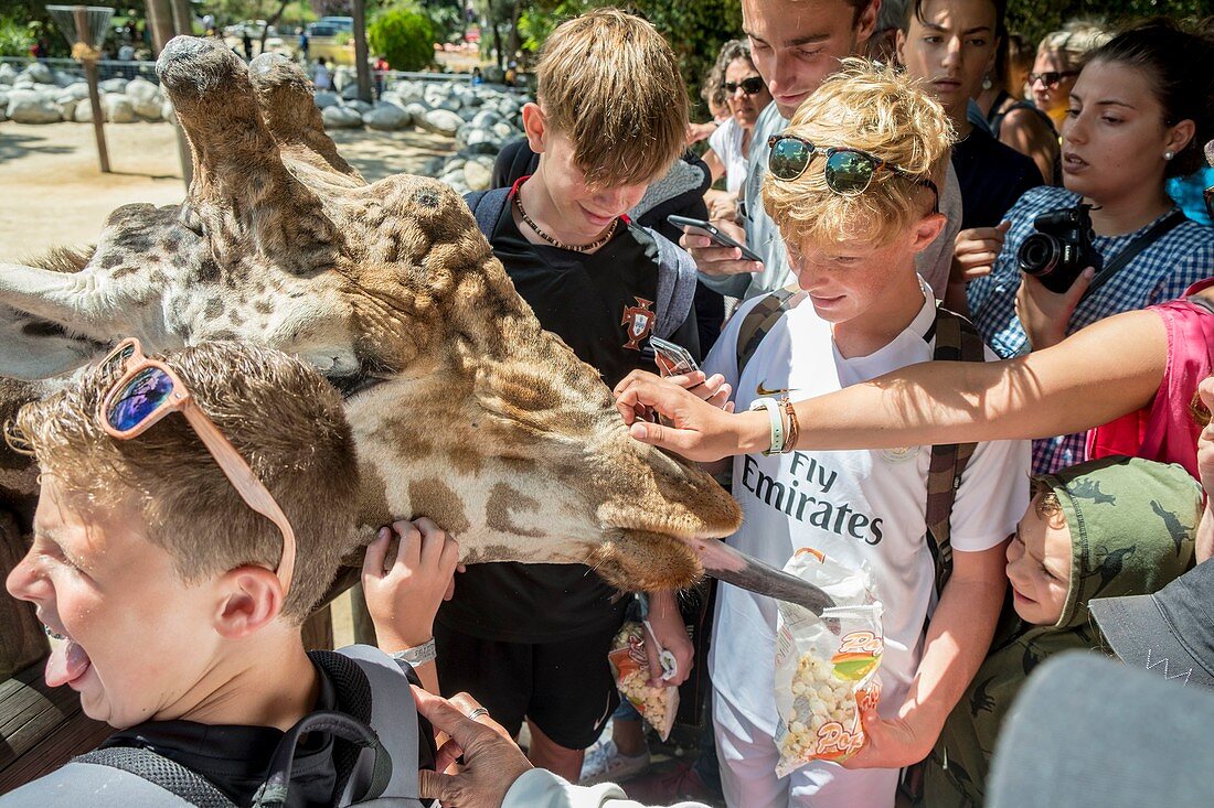 Frankreich, Charente Maritime, La Palmyre Zoo, Kinder füttern die Giraffen