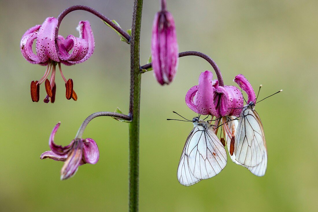 France, Alpes Maritimes, Mercantour National Park, Roya valley, Casterino valley, Gased butterfly or Pierid of the hawthorn (Aporia crataegi) on a flowers of Martagon or Turk's cap lily (Lilium martagon)