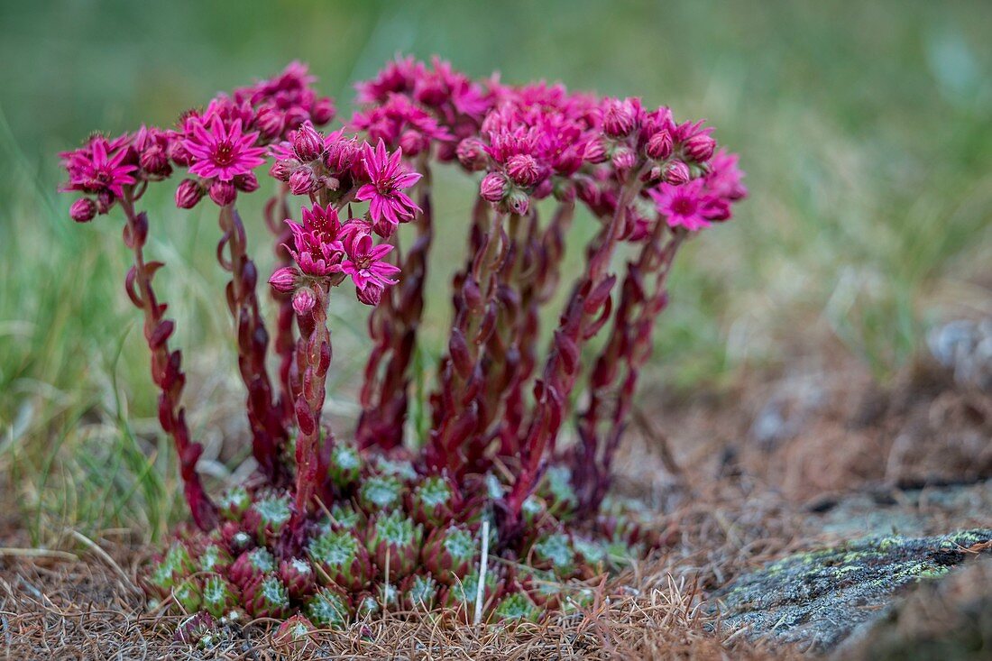 France, Alpes Maritimes, Mercantour National Park, Roya valley, Casterino valley, blooming of cobweb house leek (Sempervivum arachnoideum L.)