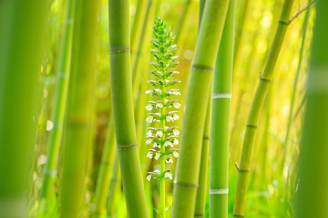 France, Alpes Maritimes, Antibes, The Botanical Garden of Villa Thuret, labeled Outstanding Garden and Remarkable Tree, bamboo