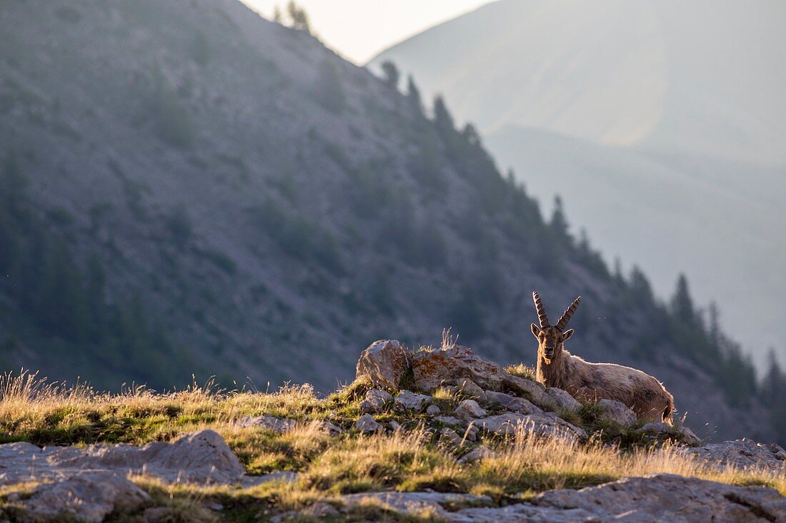 Frankreich, Alpes-de-Haute-Provence, Mercantour-Nationalpark, Haut Verdon, männlicher erwachsener Steinbock (Capra ibex)
