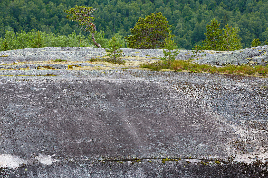 Rock carving at Toemmerneset, Nordland, Norway, Europe