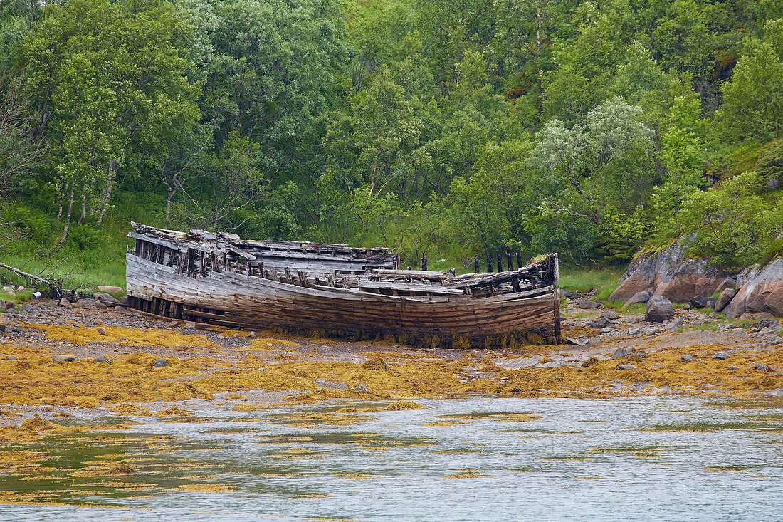 Wreck of a boat in the port of Vestpollen, Austvagoey, Lofoten, Nordland, Norway, Europe