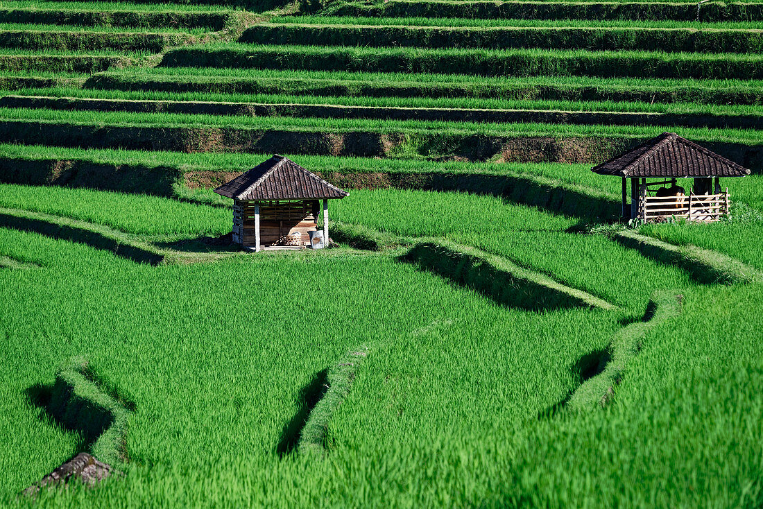 Reisanbau und Bewässerungssystem von Jatiluwih, Bali, Indonesien, Südostasien, Asien