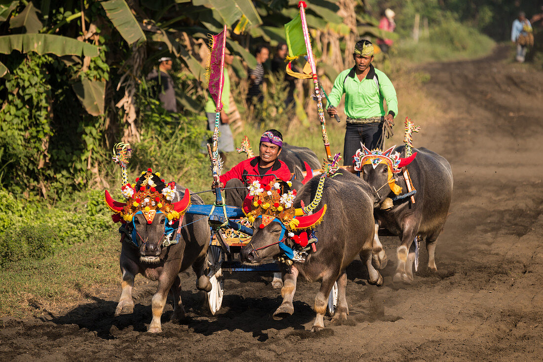 Makepun, Büffelrennen, unweit der Stadt Negara auf Bali, Indonesien, Südostasien, Asien