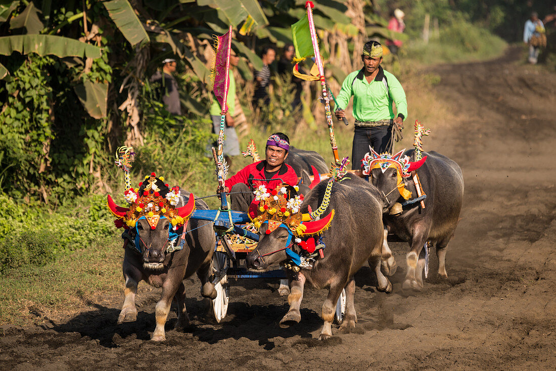 Makepun, buffalo race, not far from the city of Negara on Bali, Indonesia, Southeast Asia, Asia