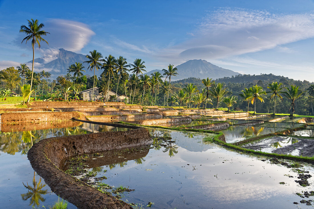 Reisfelder im Osten Javas unterhalb des Gunung Ijen nahe der Kleinstadt Lijin, Insel Java, Indonesien, Südostasien, Asien
