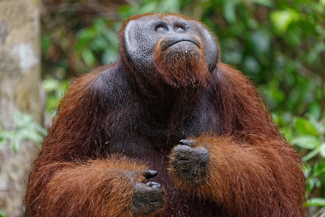 Männlicher Orang-Utan im Tanjung Puting Nationalpark, Insel Borneo, Indonesien, Südostasien, Asien