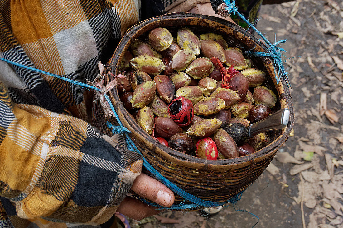 Abundant harvest: Kenari nuts and nutmegs, Indonesia, Southeast Asia, Asia