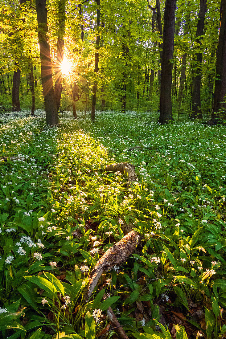 Bärlauch, Frühling, Wald, Blüte, Sonnenuntergang, Sonne, Leipzig, Sachsen, Deutschland 