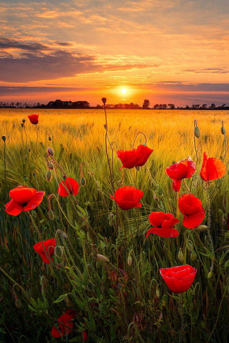 Sunset, sun, cornfield, poppies, flowers, Leipzig, Saxony, Germany, Europe